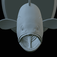 White-grouper-head-trophy-50.png fish head trophy white grouper / Epinephelus aeneus open mouth statue detailed texture for 3d printing