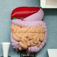 Digestive-System-Anatomical-Model-1-Photoroom-1.jpg Digestive System Anatomical Model
