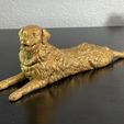 IMG_3006.jpg Australian Shepherd Sploot