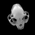 untitled.33.jpg Cat skull