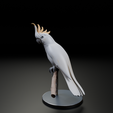 Untitled.blendCamera.007_001.pngCamera.004_001.png White Cockatoo