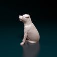 Dog-Staf-06.jpg Staffordshire Bull terrier 08