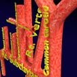 PS0086.jpg Human arterial system schematic 3D
