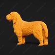1019-Basset_Griffon_Vendeen_Petit_Pose_02.jpg Basset Griffon Vendeen Petit Dog 3D Print Model Pose 02