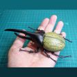 DSC05618VGAr.jpg Hercules beetle