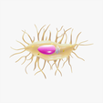 Osteocyte.png Osteocyte Bone Cell