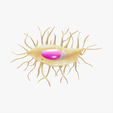 Osteocyte.png Osteocito Célula ósea