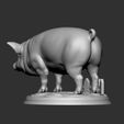 6.jpg CERDO