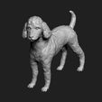 02.jpg Poodle model 3D print model