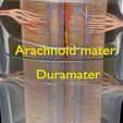 spinal-cord-symphathetic-intercostal-nerve-labelled-detail-3d-model-c10504d8a5.jpg Spinal cord symphathetic intercostal nerve labelled detail 3D model