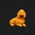 928-Basset_Fauve_de_Bretagne_Pose_09.jpg Basset Fauve de Bretagne Dog 3D Print Model Pose 09