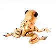 IMG_4434.jpg Pug Flexi Toad Frog articulated print-in-place no supports dog