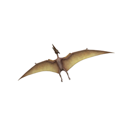 ptérodactyle-1.png Pterodactyl