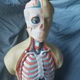 20190623_170914.jpg Modèle de torse d'anatomie humaine