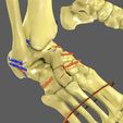 limbs-with-girdle-bones-name-parts-text-labelled-3d-model-57bf815f11.jpg Limbs With Girdle bones name parts text labelled 3D model