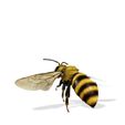 0_00029.jpg DOWNLOAD BEE 3D Model BEE - Obj - FbX - 3d PRINTING - 3D PROJECT - BLENDER - 3DS MAX - MAYA - UNITY - UNREAL - CINEMA4D - BEE GAME READY - POKÉMON - RAPTOR