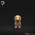 Dachshund-Miniature-Smooth-Haired-Pose-07-Dog-3D-Print-10s.jpeg Dachshund Miniature Smooth Haired Pose 07