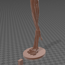 pata_d_der1.png Файл OBJ Сканирование - мышечная система собаки - лапы - лапы - лапы・3D-печатный дизайн для загрузки