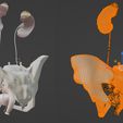 17.jpg 3D Model of Female Reproductive, Urinary System, Hip and Sacrum
