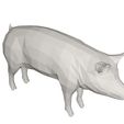 10002.jpg Pig- farm animal