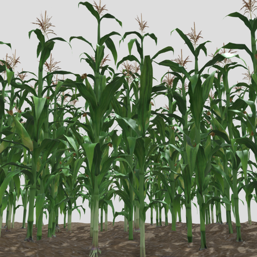 corn-2-2.png Campo de milho