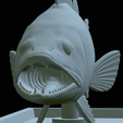 zander-statue-4-open-mouth-1-49.png fish zander / pikeperch / Sander lucioperca  open mouth statue detailed texture for 3d printing