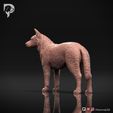Australian-Cattle-Dog-Pose-02-Dog-3D-Print-6s.jpeg Australian Cattle Dog 3D Print Model Pose 02