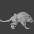 giant-rat-1.3.jpg Giant rat 1