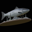 salmo-salar-1-9.png Atlantic salmon / salmo salar / losos obecný fish underwater statue detailed texture for 3d printing
