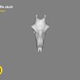 render_mesh_gray_background_1300x1000.261.jpg Giraffe Skull