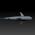 sh3.jpg Shark - realistic shark - shark for game unity3d - ue5