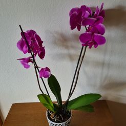 20230513_110759.jpg Voroni Orchid Pod