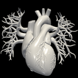 2.png 3D Model of Heart with Vessels