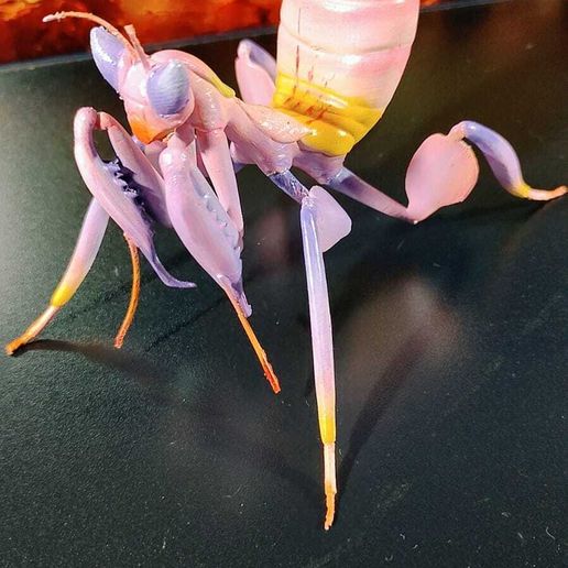 Imagem-do-WhatsApp-de-2024-04-10-à-s-05.48.44_d8868750.jpg Mantis - Grounded