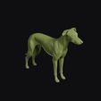 vinegar_dog_0003.jpg Vinegar Dog