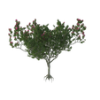 3.png Green Tree Flowers 3D Model