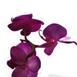 4.jpg Orquídea Pink Phalaenopsis Orchid FLOWER Kasituny Orchid 3D MODEL butterfly Orquídea rosada ROSSE CHARMANDER BULBASAUR