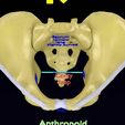 pelvis-types-hip-bone-labelled-detailed-3d-model-f4b629450e.jpg Pelvis types hip bone labelled detailed 3D model