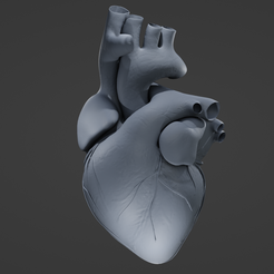 H2.png STL file Human Heart・3D printer design to download