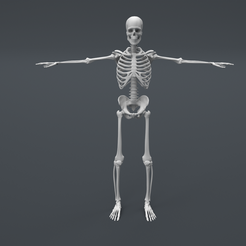 Skeleton-1.png Fichier STL gratuit Structure du squelette humain ( Impressions éducatives )・Plan pour imprimante 3D à télécharger