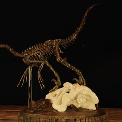 Velo-1.jpg STL file Velociraptor Skeleton Diorama with T-Rex・3D print design to download, hannahlancer