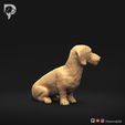 Dachshund-Miniature-Wire-Haired-Pose-06-Dog-3D-Print-3s.jpeg Dachshund Miniature Wire Haired Pose 06