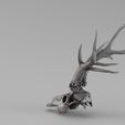 Render_01_030032.jpg 001715 Rehschädel - 3D-Rohscan