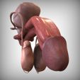Front_View.jpg STL file Male Reproductive Organ・Template to download and 3D print