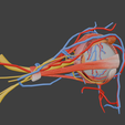 4.png 3D Model of Complete Eye Anatomy