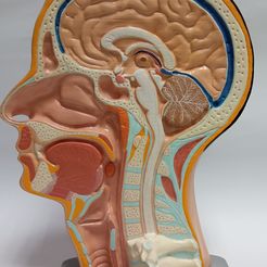 Head-11.jpg Anatomy of the human head (Sagittal view)