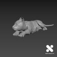 Lion-Cub-4.jpg Lion Cub 4 Scale 1/64