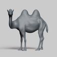 R02.jpg bactrian camel pose 02