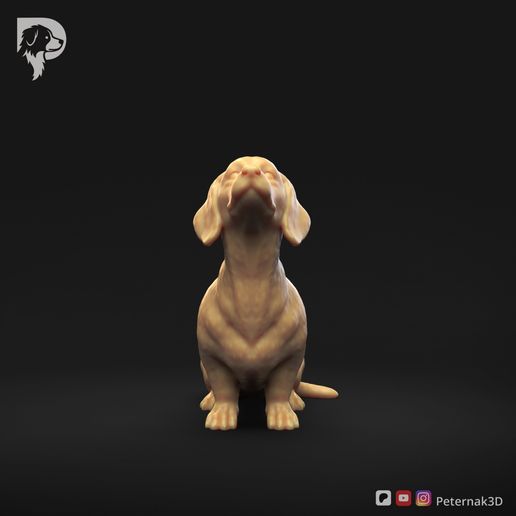Dachshund-Smooth-Haired-Pose-05-Dog-3D-Print-10s.jpeg Teckel à poil lisse Pose 05