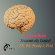 0.png Brain Anatomy STL for Education
